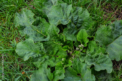 Arctium lappa - Young burdock leaves in an early summer photo