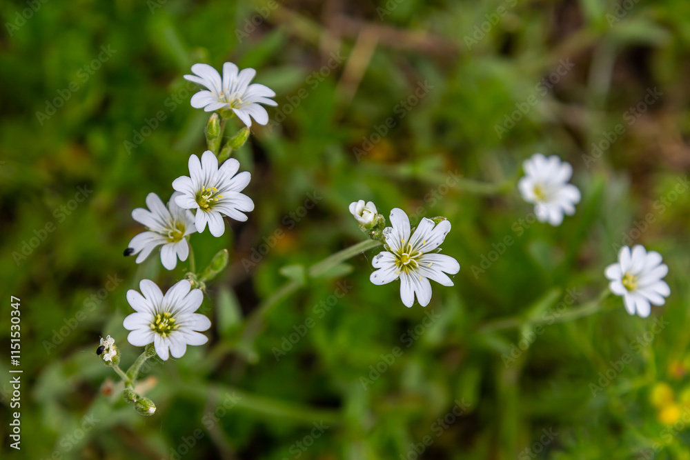Little white flowers between bright green leaves. Spring - easter-bell Stellaria holostea blossom Little white flowers between bright green leaves. Spring - easter-bell Stellaria holostea blossom