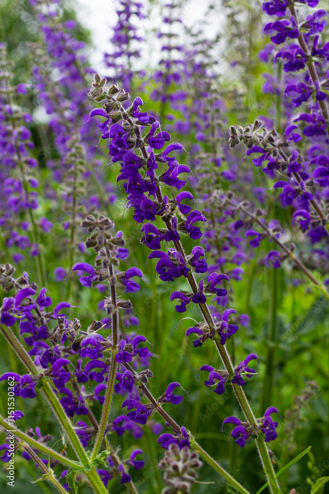 Fototapeta premium Salvia pratensis, the meadow clary or meadow sage, is a species of flowering plant in the family Lamiaceae, native to Europe, western Asia and northern Africa