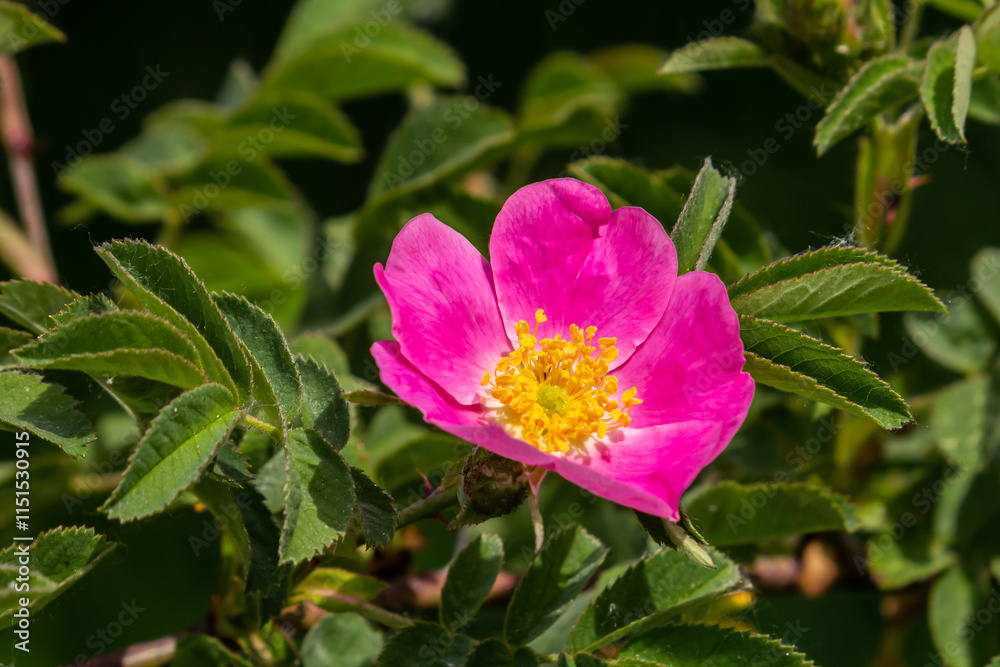 Dog rose, Rosa canina, is an important medicinal plant with pink or white flowers and is used in medicine. It is a wild rose and has red rosehip fruits in the fall Dog rose, Rosa canina, is an important medicinal plant with pink or white flowers and is used in medicine. It is a wild rose and has red rosehip fruits in the fall