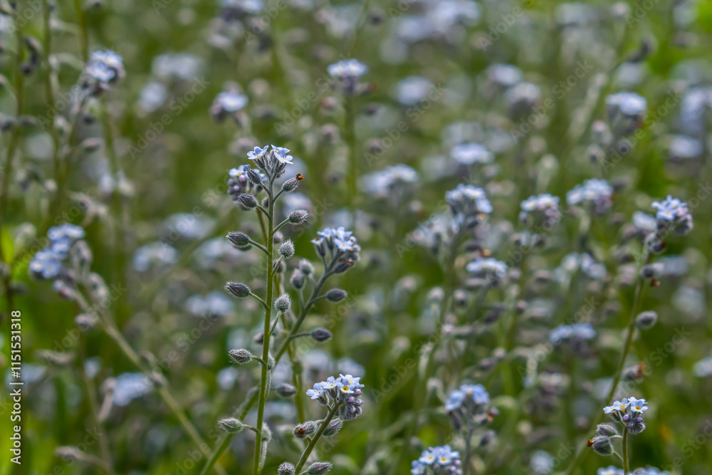 Wide angle closeup on an aggregation of lightblue Early Forget-me-not, Myosotis ramosissima an annual flowering herb Wide angle closeup on an aggregation of lightblue Early Forget-me-not, Myosotis ramosissima an annual flowering herb
