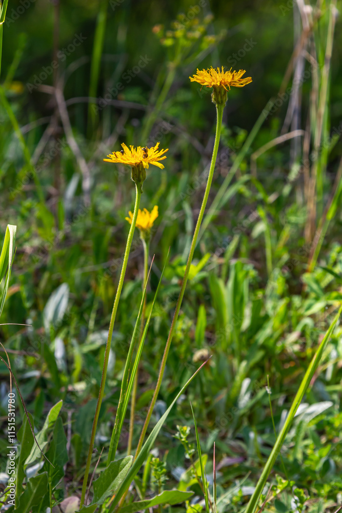 Flowering Hieracium pilosella on a meadow Flowering Hieracium pilosella on a meadow
