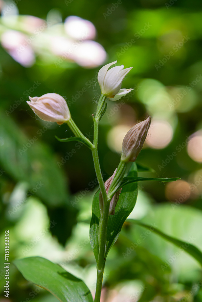 Cephalanthera longifolia, the narrow-leaved helleborine, sword-leaved helleborine or long-leaved helleborine, is a rhizomatous herbaceous perennial plant in the family Orchidaceae Cephalanthera longifolia, the narrow-leaved helleborine, sword-leaved helleborine or long-leaved helleborine, is a rhizomatous herbaceous perennial plant in the family Orchidaceae