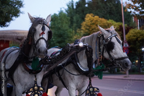 carriage horses on the road