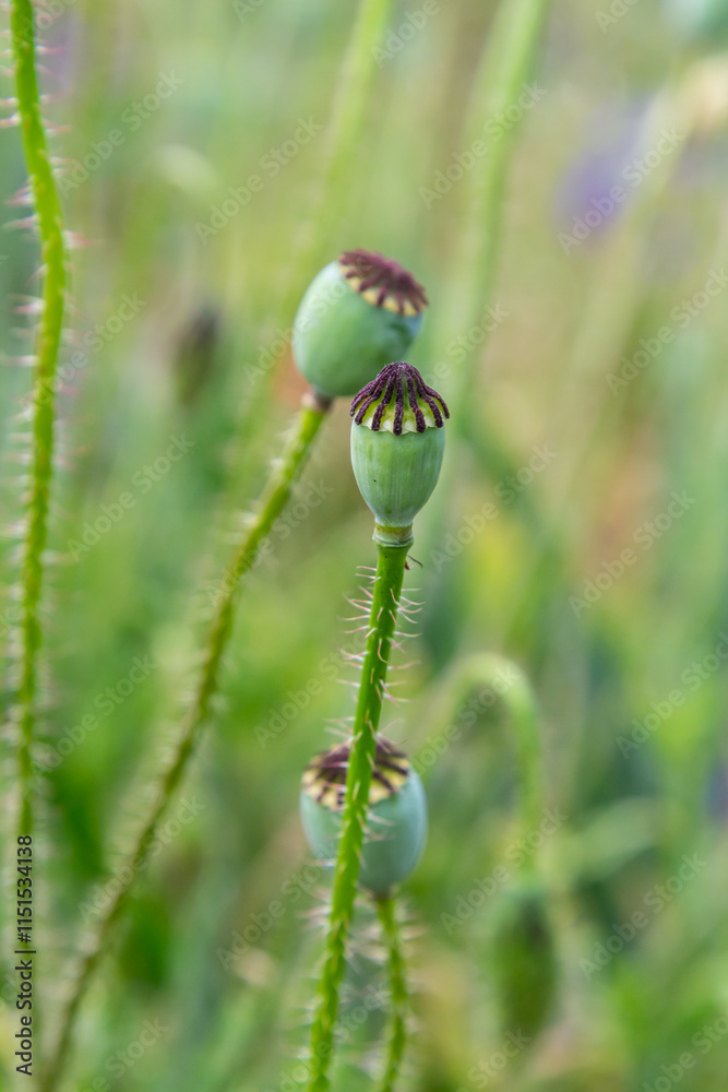 the way the fruit of a crab poppy flower is bowing its head the way the fruit of a crab poppy flower is bowing its head