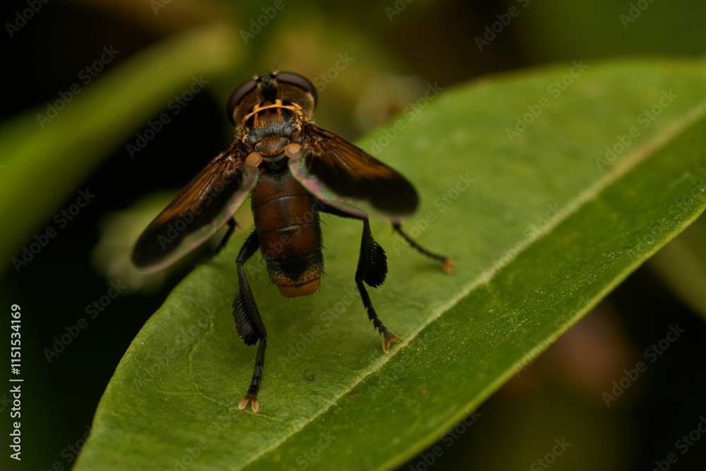 Hoverfly Resting on Vibrant Green Leaf Hoverfly Resting on Vibrant Green Leaf