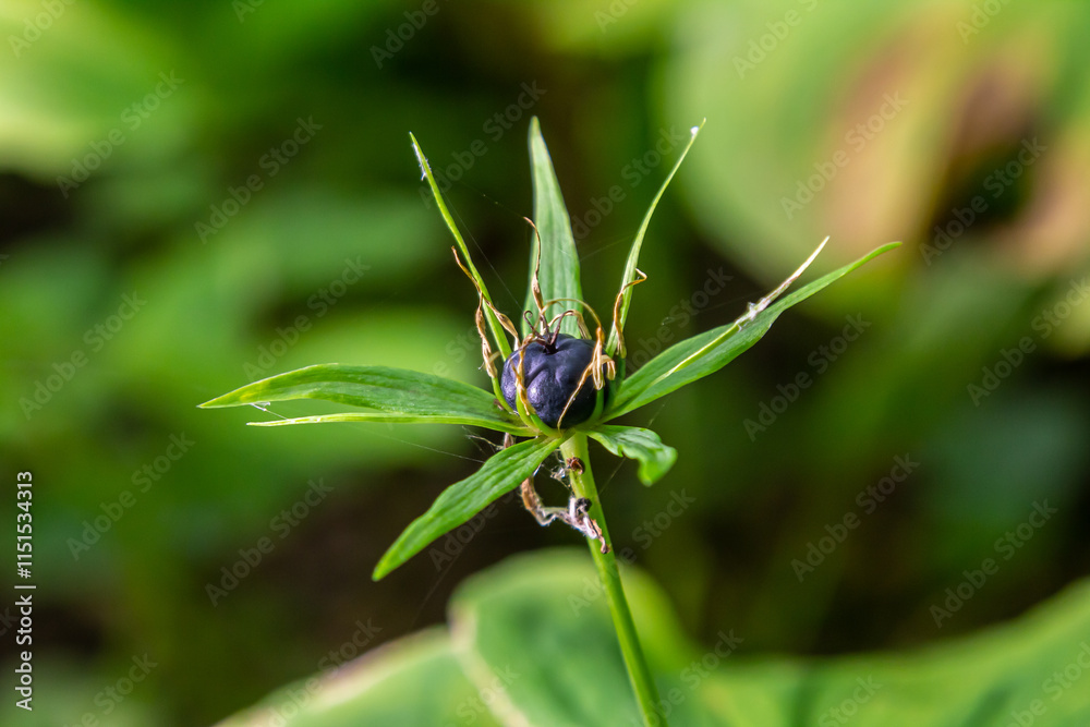Very poisonous plant Raven's eye four-leaf Paris quadrifolia also known, berry or True Lovers Knot growing in the wild in a forest Very poisonous plant Raven's eye four-leaf Paris quadrifolia also known, berry or True Lovers Knot growing in the wild in a forest