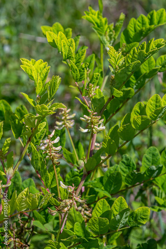 In the spring Chamaecytisus ruthenicus blooms in the wild photo