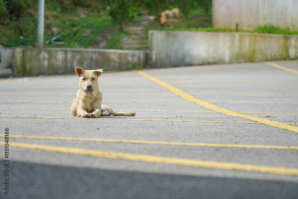 dog on the asphalt. copy space for text. Animal background theme. dog on the asphalt. copy space for text. Animal background theme.