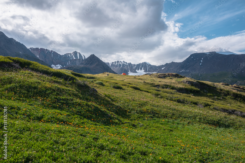 Wonderful blooming orange flowers and vivid orange tent on grassy hill in sunlight against snow mountain range silhouette. Colorful amazing scenery with lush alpine flora on sunlit flowering meadow. Wonderful blooming orange flowers and vivid orange tent on grassy hill in sunlight against snow mountain range silhouette. Colorful amazing scenery with lush alpine flora on sunlit flowering meadow.