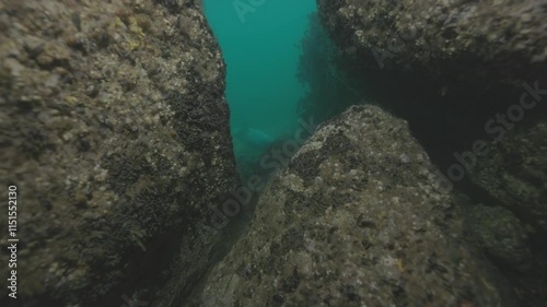 A diver swims through a hidden cavern in Percé, Québec, exploring the rocky passage and serene underwater world, captured in stunning 60fps detail for an immersive adventure. photo