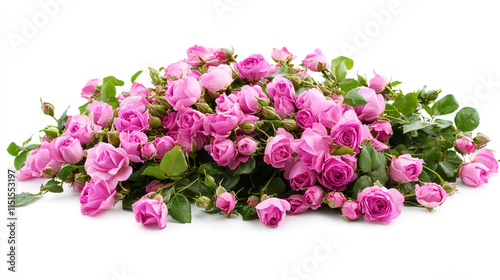 bed of roses, large bunch of colorful pink flowers, buds, petals and leaves loosely spread on a surface, isolated over a white background, love, Valentine's or botanical design element.