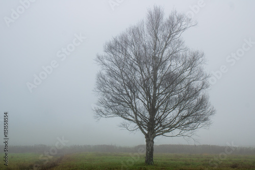 Wallpaper Mural misty morning in the forest Torontodigital.ca