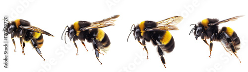 Set of bumblebee isolated on transparent background PNG