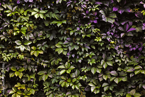 Plakat Ivy.