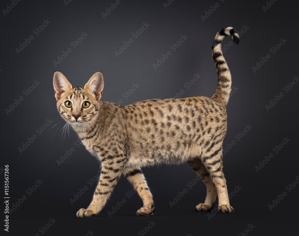 Obraz premium Savannah cat on black background