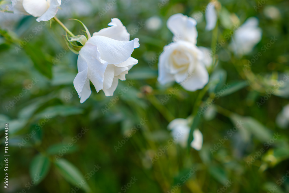 Obraz premium 白いバラが咲く庭の風景