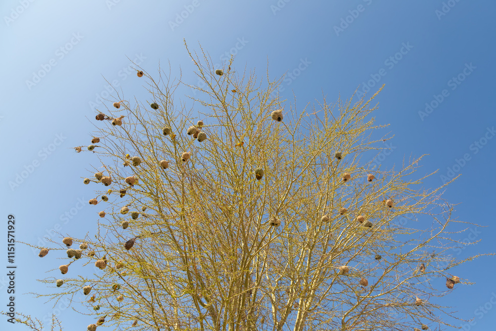 Weaver Birds near Clanwilliam in the Western Cape of South Africa Weaver Birds near Clanwilliam in the Western Cape of South Africa