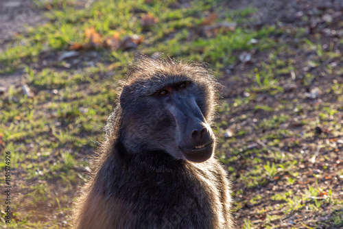 Baboons in the Cederberg