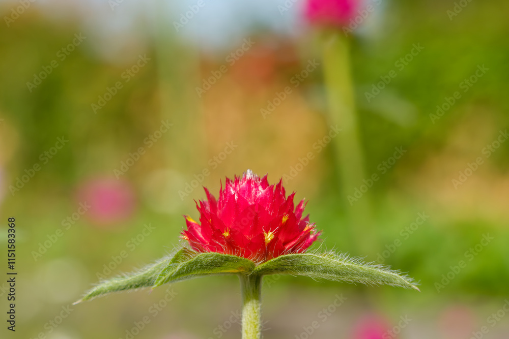 赤く輝くセンニチコウの花 赤く輝くセンニチコウの花
