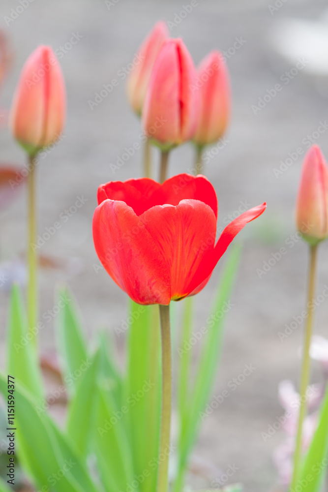 Obraz premium Tulipa. red tulips. beautiful flowers blooming in spring on a flower bed in the garden. delicate red tulips. floral holiday background, close-up, bokeh. spring flower buds