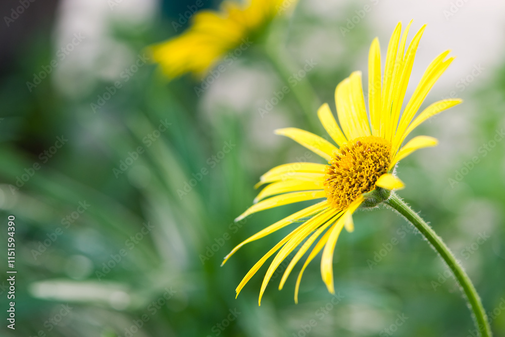 Asteraceae. beautiful delicate yellow chamomile flowers. flower of field daisy. yellow flowers on the flowerbed. floral background. chamomile in spring or summer. garden flowers, beauty of nature Asteraceae. beautiful delicate yellow chamomile flowers. flower of field daisy. yellow flowers on the flowerbed. floral background. chamomile in spring or summer. garden flowers, beauty of nature
