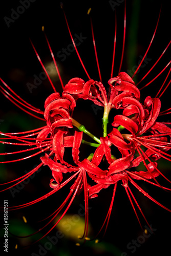 Lycoris radiata (Red spider lily) at Kinchakuda photo