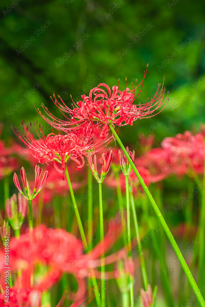 Lycoris radiata (Red spider lily) at Kinchakuda Lycoris radiata (Red spider lily) at Kinchakuda