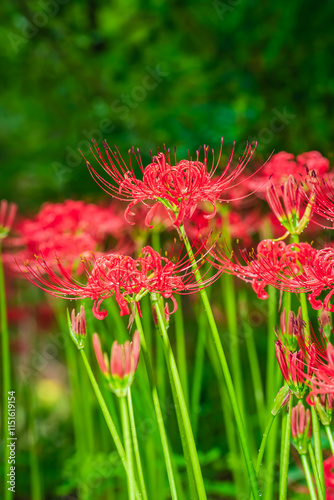 Lycoris radiata (Red spider lily) at Kinchakuda photo