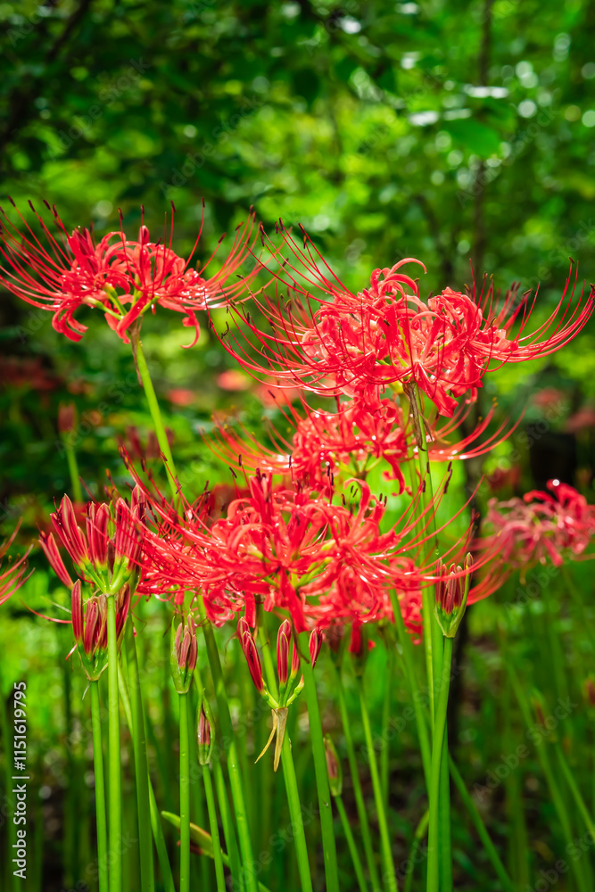 Lycoris radiata (Red spider lily) at Kinchakuda Lycoris radiata (Red spider lily) at Kinchakuda