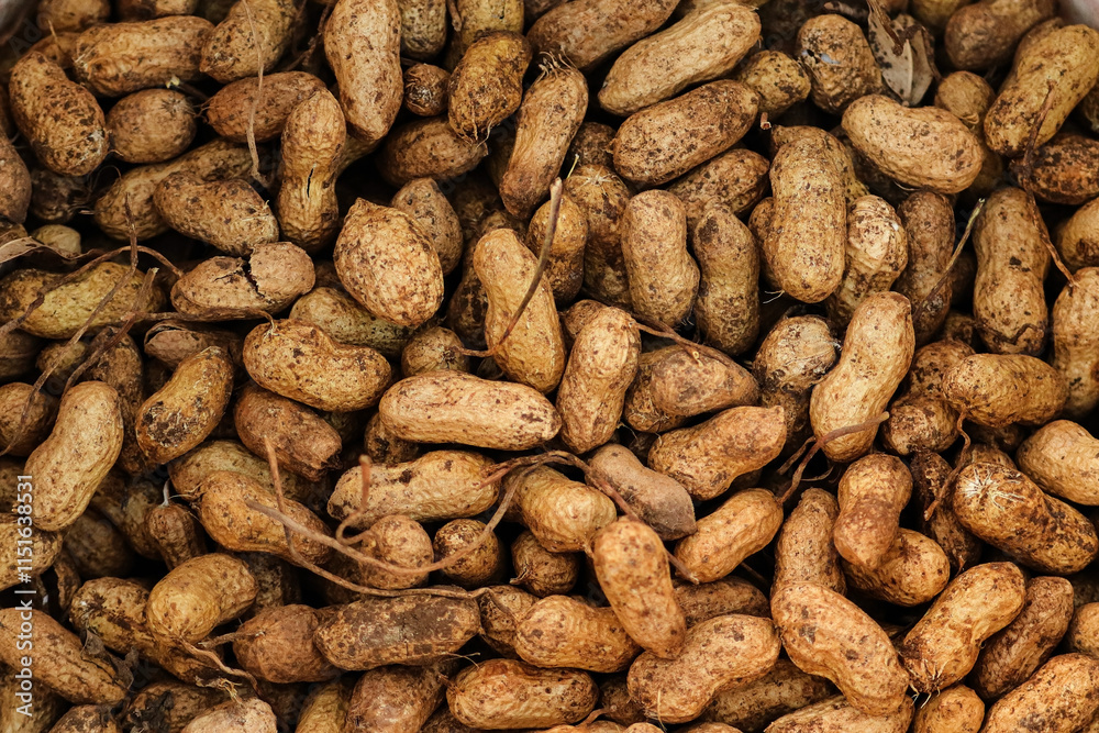 Unpeeled peanuts in the tray for background. a bunch of peanuts that have just been harvested. Peanuts are quite well-known as a source of protein. Fresh peanuts with soil and their shell textured. Unpeeled peanuts in the tray for background. a bunch of peanuts that have just been harvested. Peanuts are quite well-known as a source of protein. Fresh peanuts with soil and their shell textured.