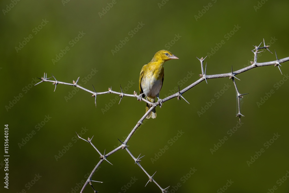 Masked Golden Weaver bird in Kenya habitat
