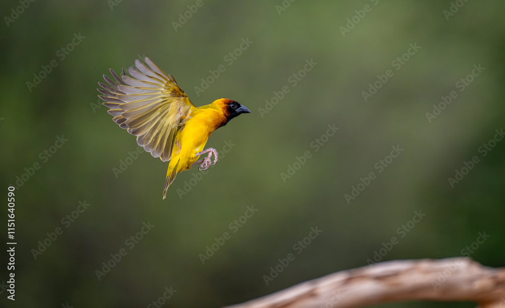 African-Kenyan masked weaver bird