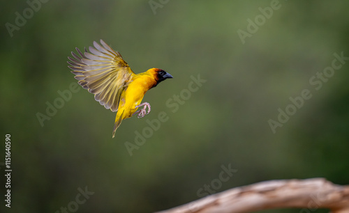 Obraz na płótnie African-Kenyan masked weaver bird w salonie