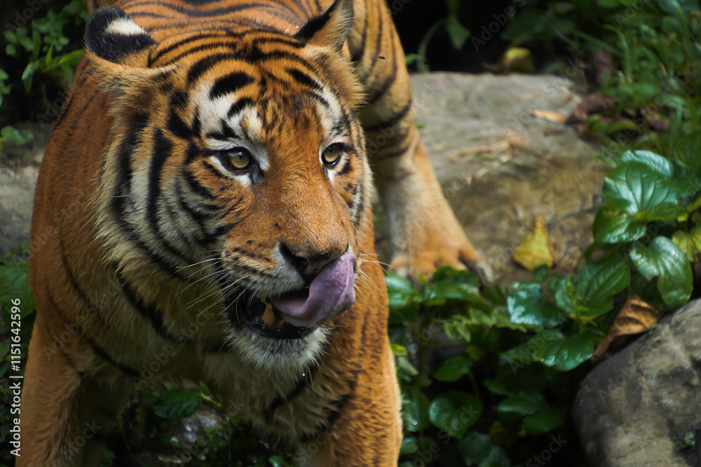 Obraz premium Malayan Tiger licking its lips