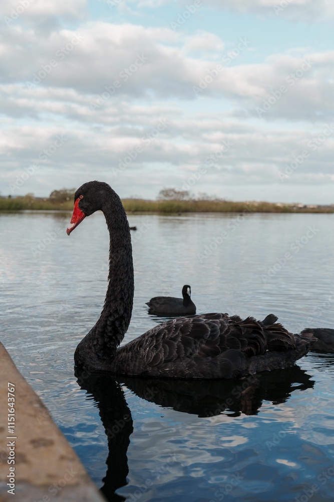 Fototapeta premium Black Swan in Tranquil Lake