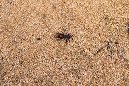 Velvet Ant (Ephutomorpha ferruginata) in defensive pose, South Australia photo