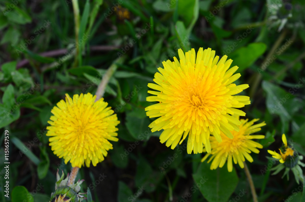 a bunch of yellow dandelions on the meadow top view a bunch of yellow dandelions on the meadow top view