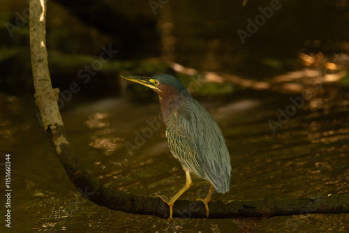 close-up of a green heron at het riverfront in dominical costa rica