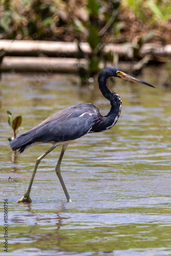 close-up of a tricolored heron standing straight in the river in dominical costa rica