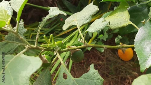 green locusts camouflaged on a green leaf