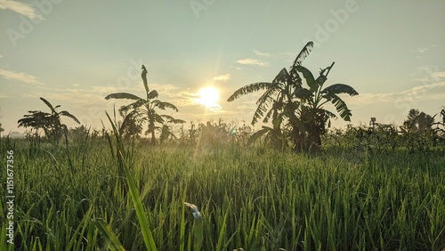 A breathtaking sunrise illuminates a lush green rice field. The sun peeks through the leaves of tall banana trees, casting long shadows across the landscape. Dew drops sparkle on the blades of grass.