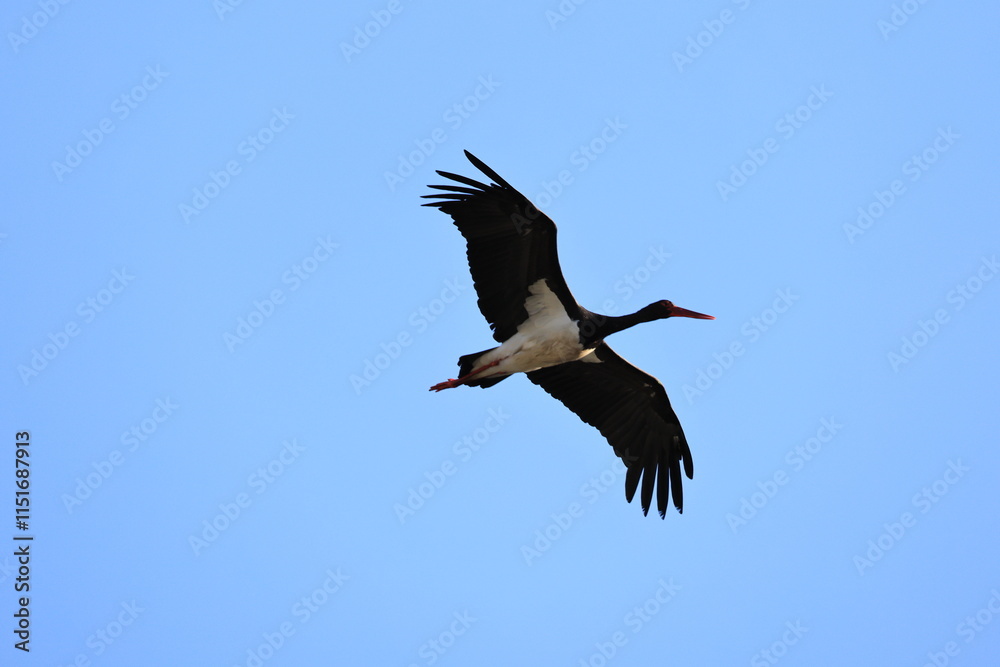 The black stork (Ciconia nigra) is a large bird in the stork family Ciconiidae. This photo was taken in Japan. The black stork (Ciconia nigra) is a large bird in the stork family Ciconiidae. This photo was taken in Japan.