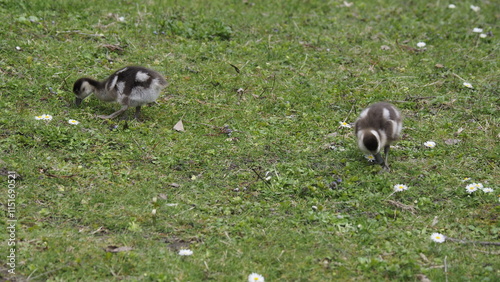 Wilde Enten auf einer Wiese 