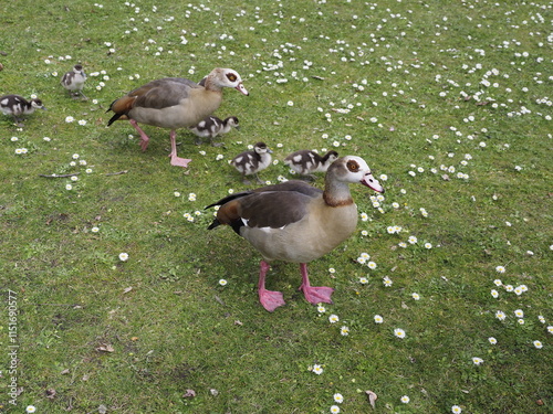 Wilde Enten auf einer Wiese 