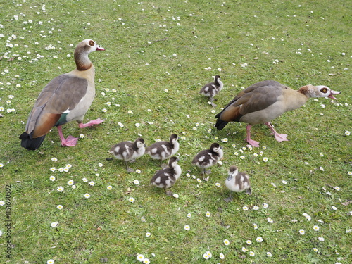 Wilde Enten auf einer Wiese 