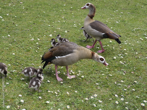 Wilde Enten auf einer Wiese 
