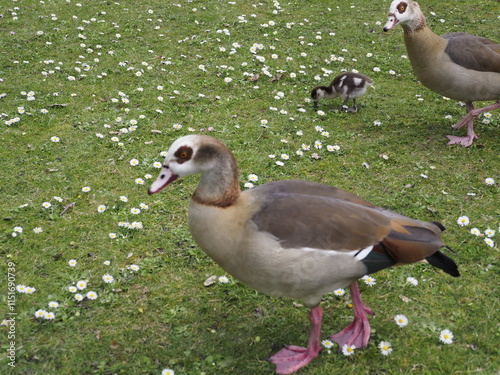 Wilde Enten auf einer Wiese  photo