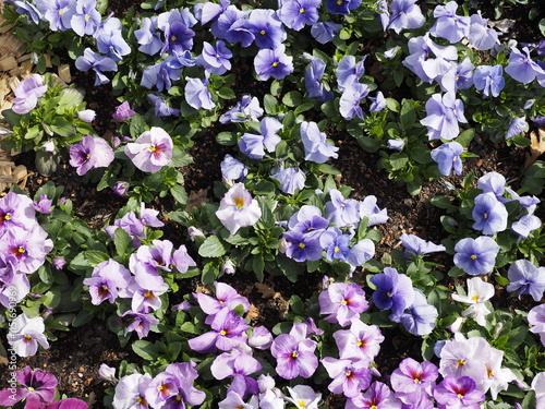 Schönes Blumenbeet