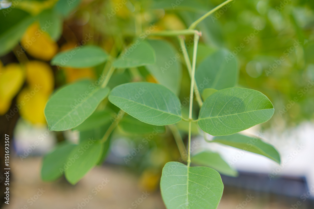 Obraz premium 柔らかな光に包まれた緑の葉